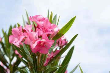 Pink flowers of oleander in summer day