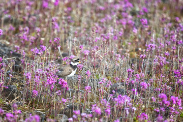Common ringed plover among pink flowers