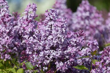 Branch of lilac flowers with green leaves
