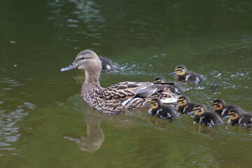 Mother duck with her ducklings close up