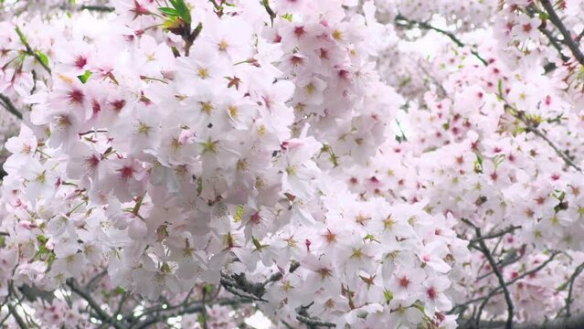 Cherry blossoms in full bloom swinging in the wind. A scene of spring time in Japan. Yoshino cherry tree. fix.