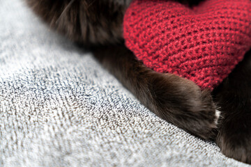 Red knitted heart in the paws of a cat. a gray and black fluffy cat for Valentine's Day or...