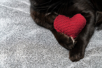 Red knitted heart in the paws of a cat. a gray and black fluffy cat for Valentine's Day or...