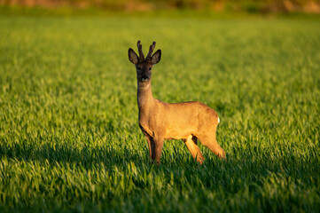 young deer looking for food in a green field