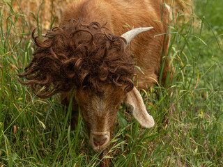 Silly Funny Farm Animal Goat Wearing Curly Hair Wig Eating Grass