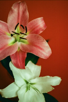 Lily flower on a red background. 