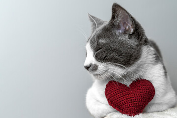 Red knitted heart in the paws of a cat. a gray and black fluffy cat for Valentine's Day or postcard. Textured background with a cat. copy space. valentine's day, lovers day, love concept