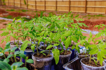 Young tomato seedlings are ready for planting in garden