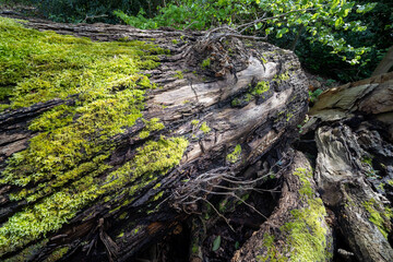 English woodland in spring trees trunks bark