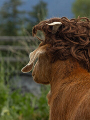 Portrait of a Funny Silly Goat Farm Animal Wearing a Brown Curly Wig