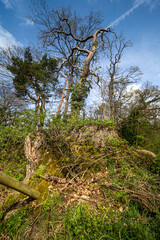 English woodland in Warwickshire UK April spring tree trunk stump bark