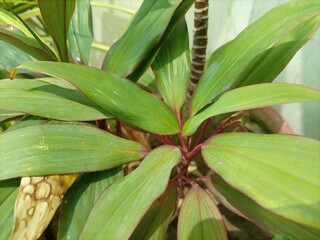 Obraz premium The bush blossomed beautifully picture