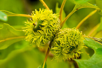 Bur Oak (Quercus macrocarpa). The oak acorns.