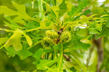 Bur Oak (Quercus macrocarpa). The oak acorns.
