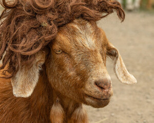 Portrait of a Funny Silly Goat Farm Animal Wearing a Wig