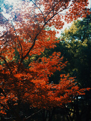 Autumn Red Leaves Against Green Forest