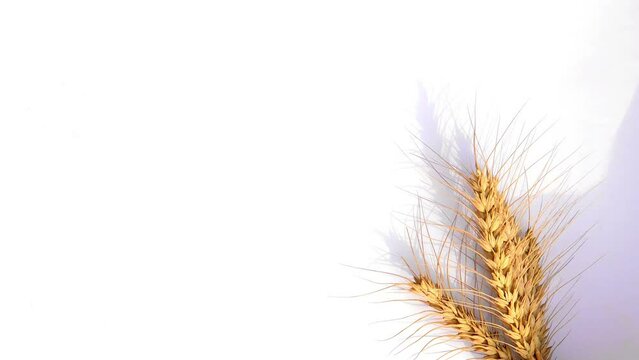 Wheat ears isolated on white background. Package design element with clipping path. Full depth of field slow motion 120fps 4k Footage 