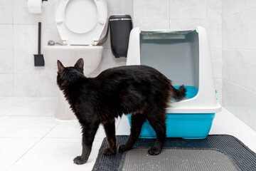 cat is sitting in the cat's toilet, closed clumping bentonit active carbon litter box at home. Pets...