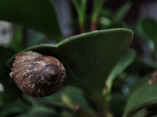 Caparazón de caracol pegado en una hoja de una planta en maceta. 