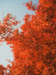 Autumn Red Leaves Against Blue Sky