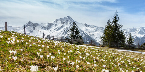 Panorama einer Krokuswiese vor einem Holzzaun im Gebirge