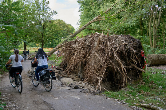 Cyclists ride by fallen tree roots, uprooted by extreme weather storm