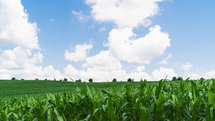 Green spring corn field. Blue sky with clouds. Copy space scenery background.