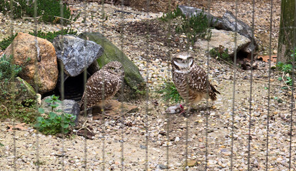  burrowing owl (Athene cunicularia), also called the shoco, is a small, long-legged owl found throughout open landscapes of North and South America.  burrowing owl  pair sitting  - obrazy, fototapety, plakaty