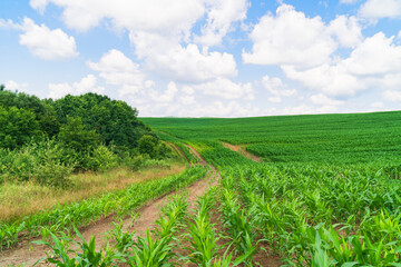Fototapeta na wymiar Green spring corn field. Blue sky with clouds. Copy space background.