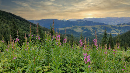 Blooming willow herbs on mountains meadow. Summer sunset time, golden hour. Nature of Ukraine.