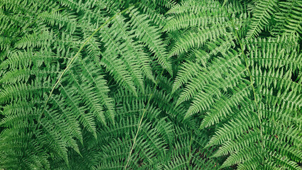 Close up green fern plant leaves. Copy space wallpaper. Natural pattern.