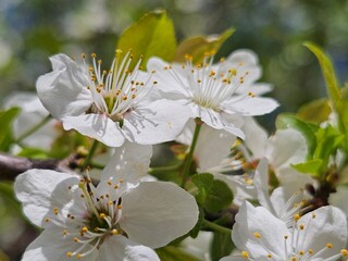 blossoming trees, cherry blossoms