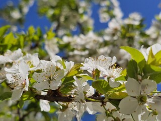 blossoming trees, cherry blossoms