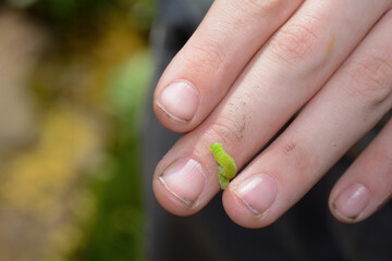 Green caterpillar on a child's fingers - 783300694
