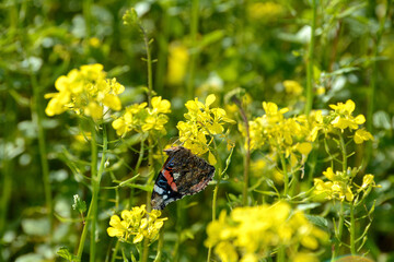 A butterfly sits on yellow flowers - 783300827