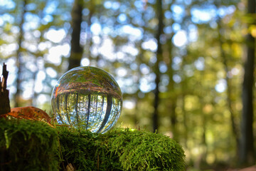 Trees in the forest are reflected in a ball