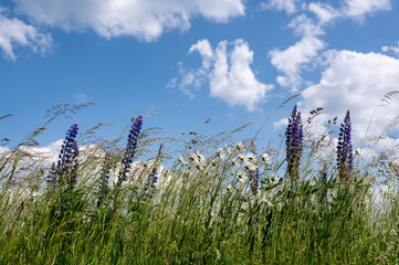 Flowers and tall grass in a green meadow with blue sky - 783301020