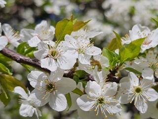 blossoming trees, cherry blossoms