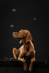 portrait of a Vizsla dog with soap bubbles on a black background