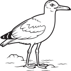 Seagull coloring pages. Seagull outline vector for coloring book