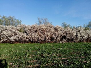 A spring landscape with bushes of thermen that bloomed with white flowers on the horizon, and in...