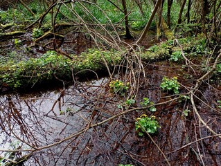 Forest landscape in spring. Beautiful natural texture on a forest stream. Wooden logs are lying in...