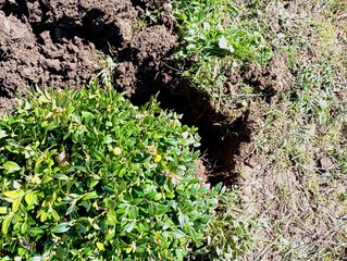 Transplanting a boxwood tree into the soil in the garden in the spring. Themes of landscape design and plants. Decorative plants.
