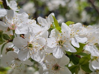 tree flowers