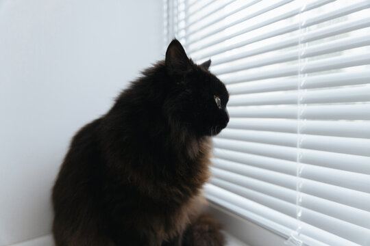Black furry cat sits on white windowsill