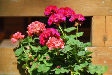 Flowering geraniums against a detail of a wooden railing
