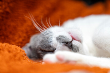 Cute gray white cat on orange plaid. Pet warms under a blanket in cold winter weather. a gray and...