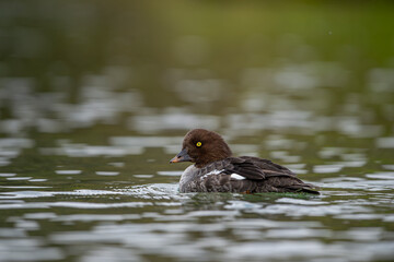 Goldeneye (Bucephala clangula) is a medium-sized marine duck species from the Anatidae family. Its close relative is Bucephala islandica. Its Turkish name is; golden eye