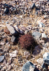 Cottontop cactus (Echinocactus polycephalus), Cacti in the stone desert in the foothills, Arizona