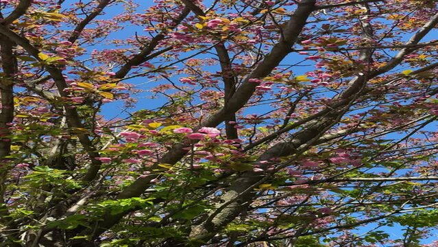 Beautiful spring blossom sakura tree pink flowers, vertical video.